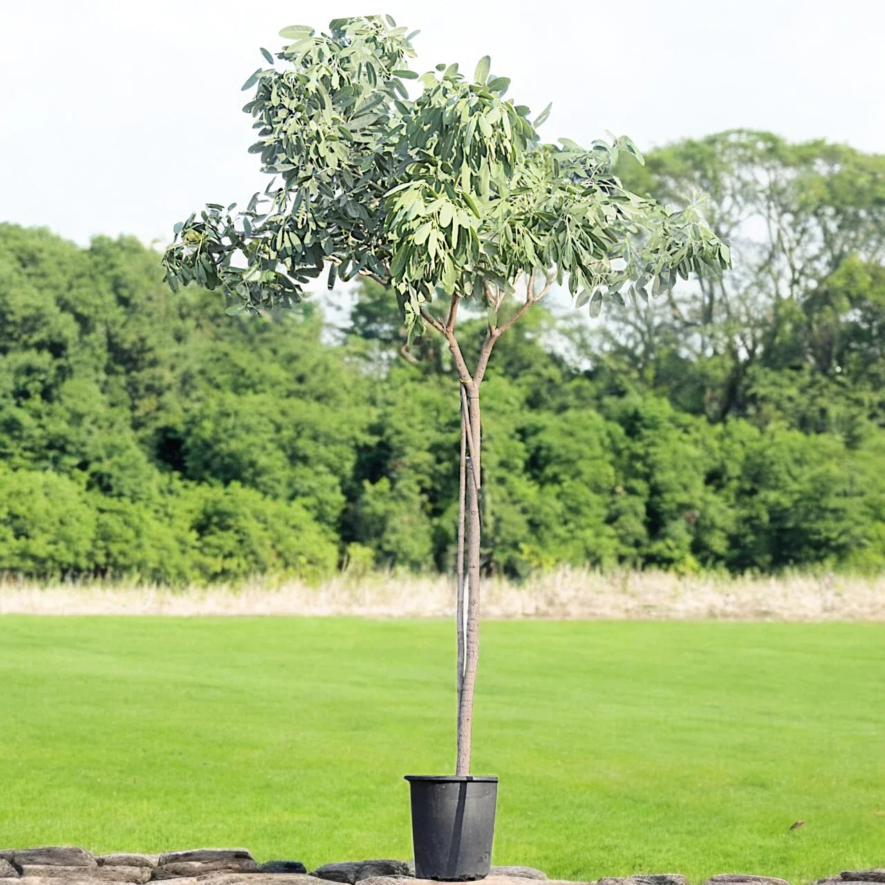 Tabebuia Argentea – Golden Bell Tree Care Guide for Dubai & UAE