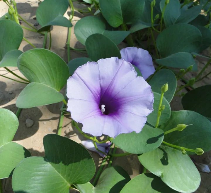 Ipomoea pes-caprae – Railroad Vine / Railway Creeper Plant Care Guide for the UAE