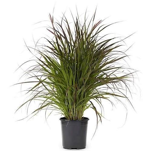 Pennisetum Rubrum – Purple Fountain Grass Care Guide for the UAE
