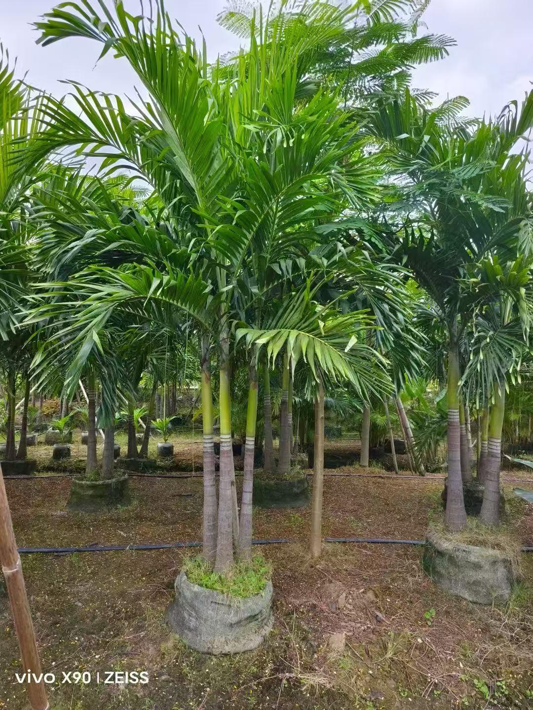 Veitchia merrillii – Manila Palm (Christmas Palm) Plant Care Guide for the UAE