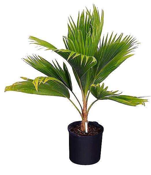 Pritchardia pacifica – Fiji Fan Palm Care Guide in the UAE