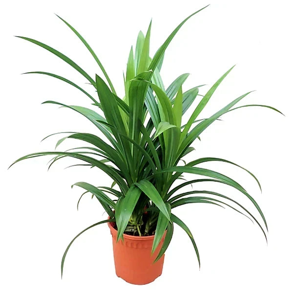 Pandanus Baptistii Green – Pandanus Plant Care Guide for the UAE