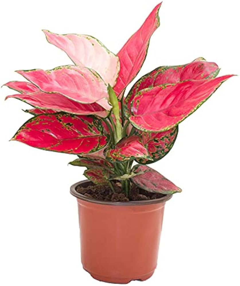 Aglaonema Plant Care Guide: How to Grow Aglaonema in the UAE