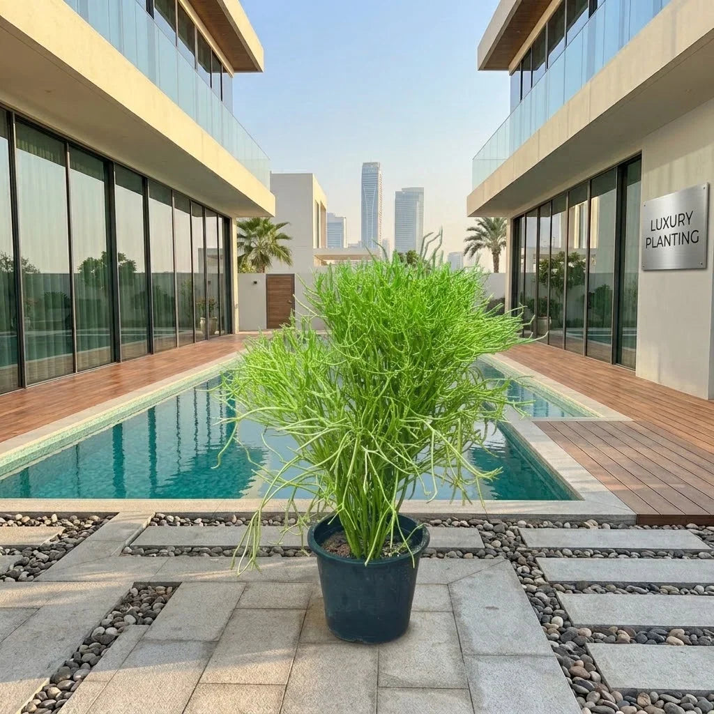 Euphorbia tirucalli – Pencil Cactus Plant Care Guide for the UAE