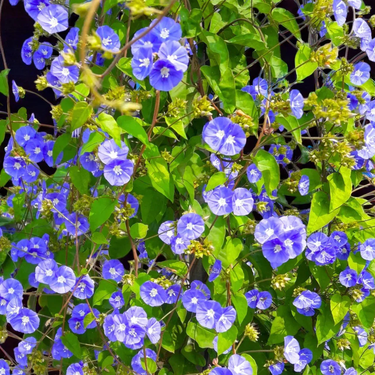 Jacquemontia Pentantha – Sky Blue Cluster Vine Plant Care Guide for the UAE