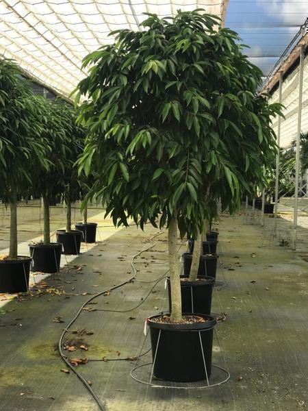Ficus Amstel King Plant – Complete Care Guide for Dubai &amp; UAE
