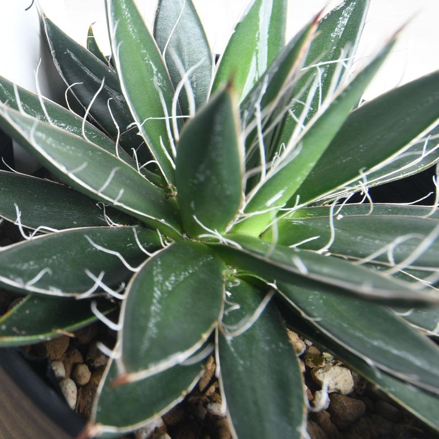 Agave Filifera – Green-Thread Agave Plant Care Guide for the UAE