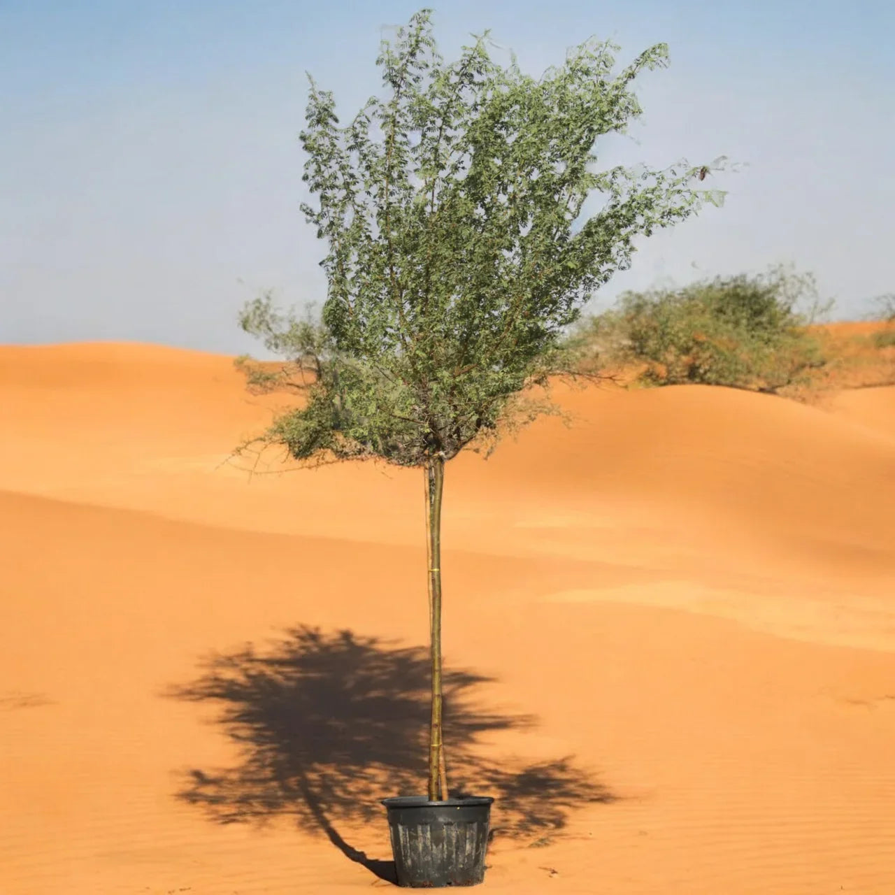 Acacia Arabica – Gum Arabic Tree / Babul Tree Care Guide for Dubai & UAE