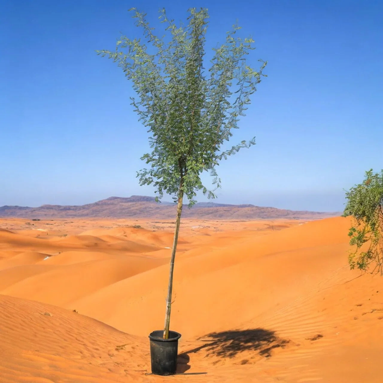 Acacia Farnesiana – Needle Bush – Vachellia Farnesiana Plant Care Guide for Dubai & UAE