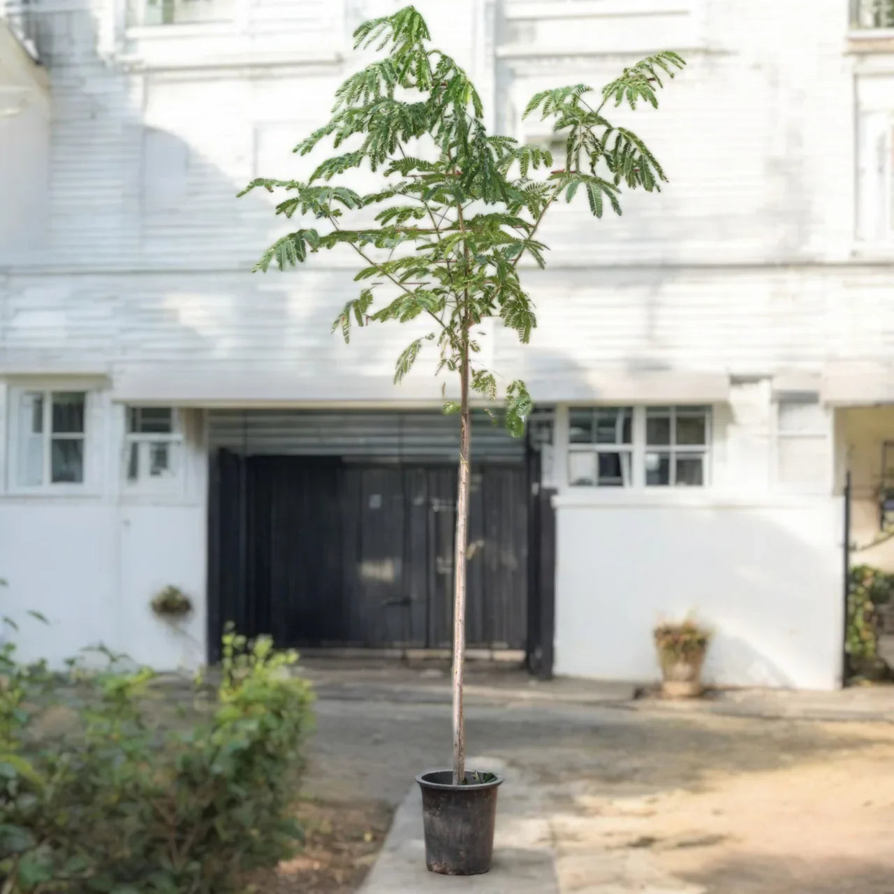 Albizia lebbeck – Lebbek Tree – Frywood Care Guide for Dubai & UAE