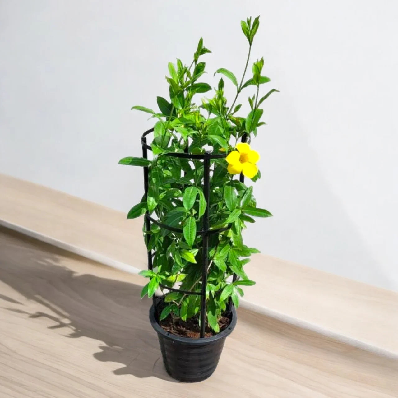 Allamanda cathartica – Golden Trumpet Plant Care Guide for the UAE