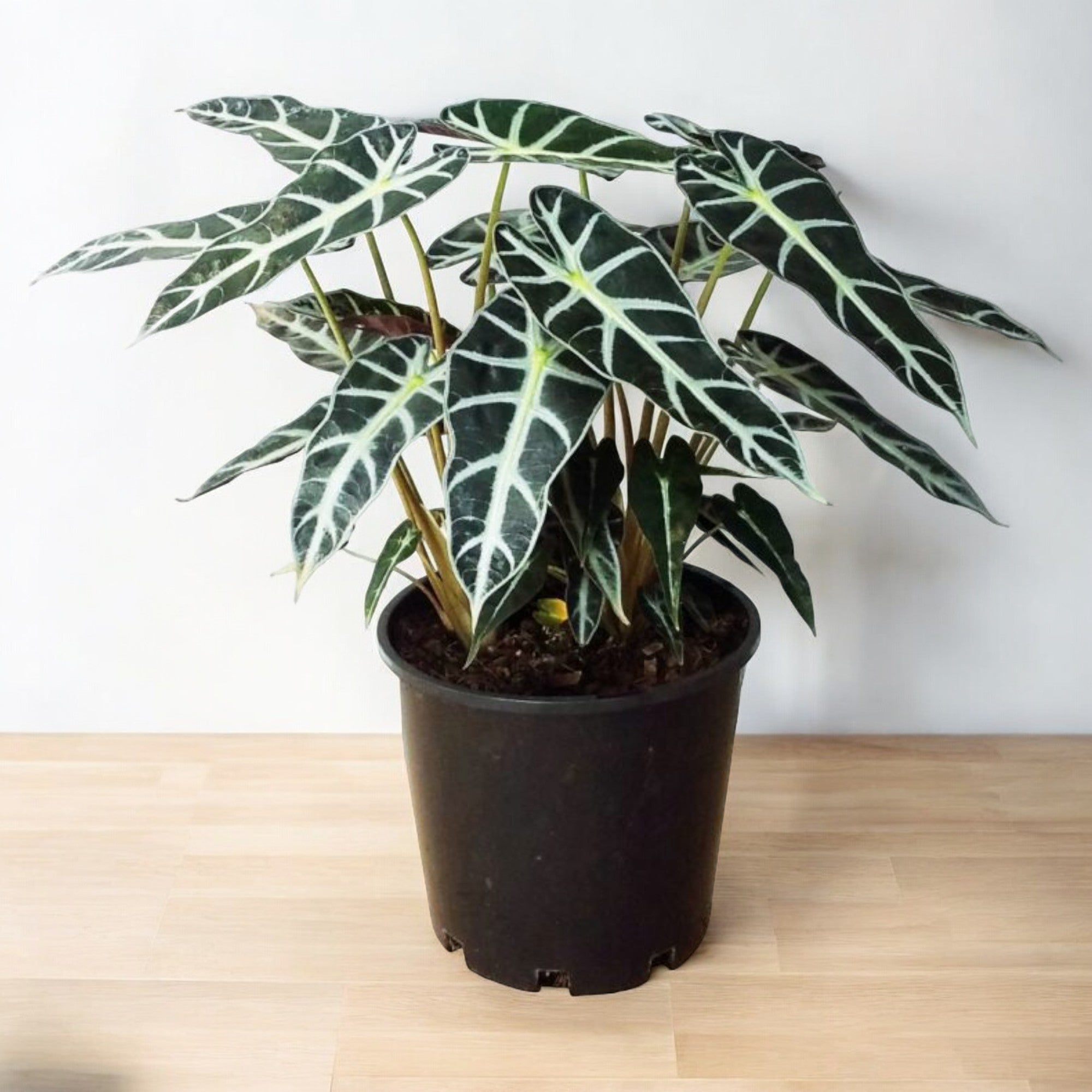 Alocasia Polly (African Mask / Elephant Ear) Plant Care Tips in the UAE