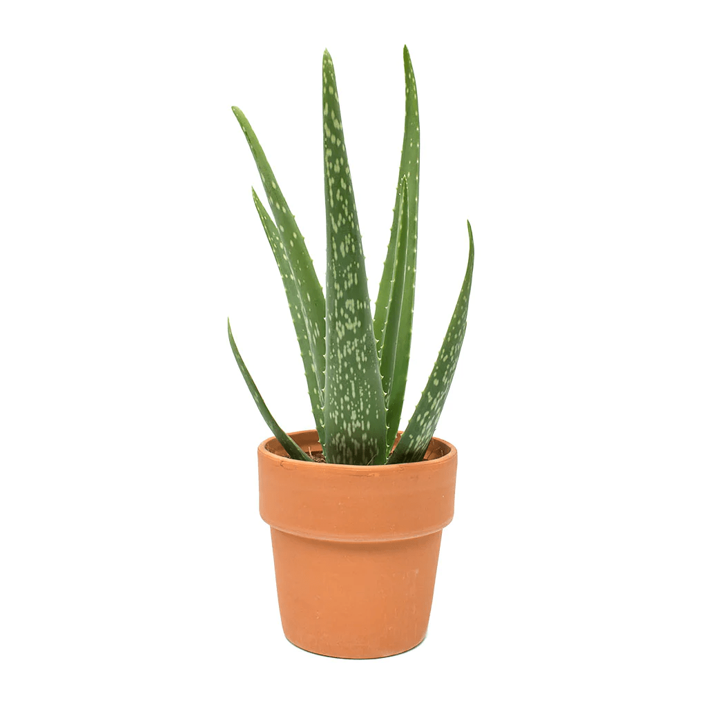 Aloe Vera Plant, Medicina Aloe – Complete Care Guide for Dubai &amp; UAE