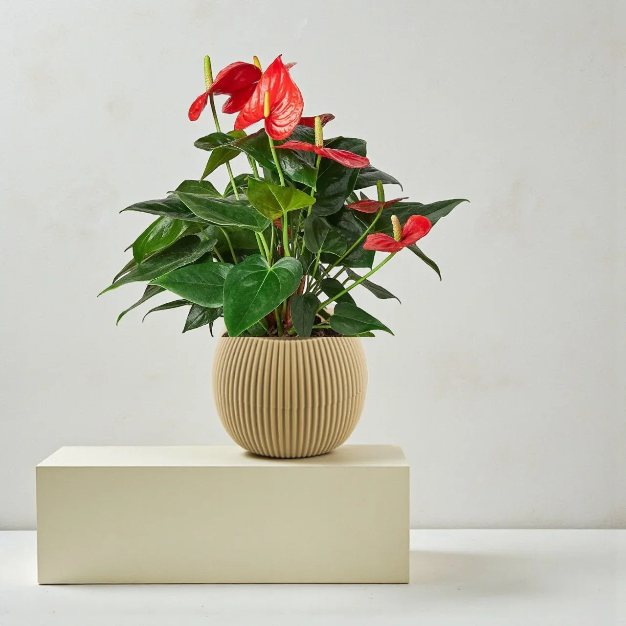 Anthurium Red Plant – Flamingo Lily: Complete Care Guide for the UAE