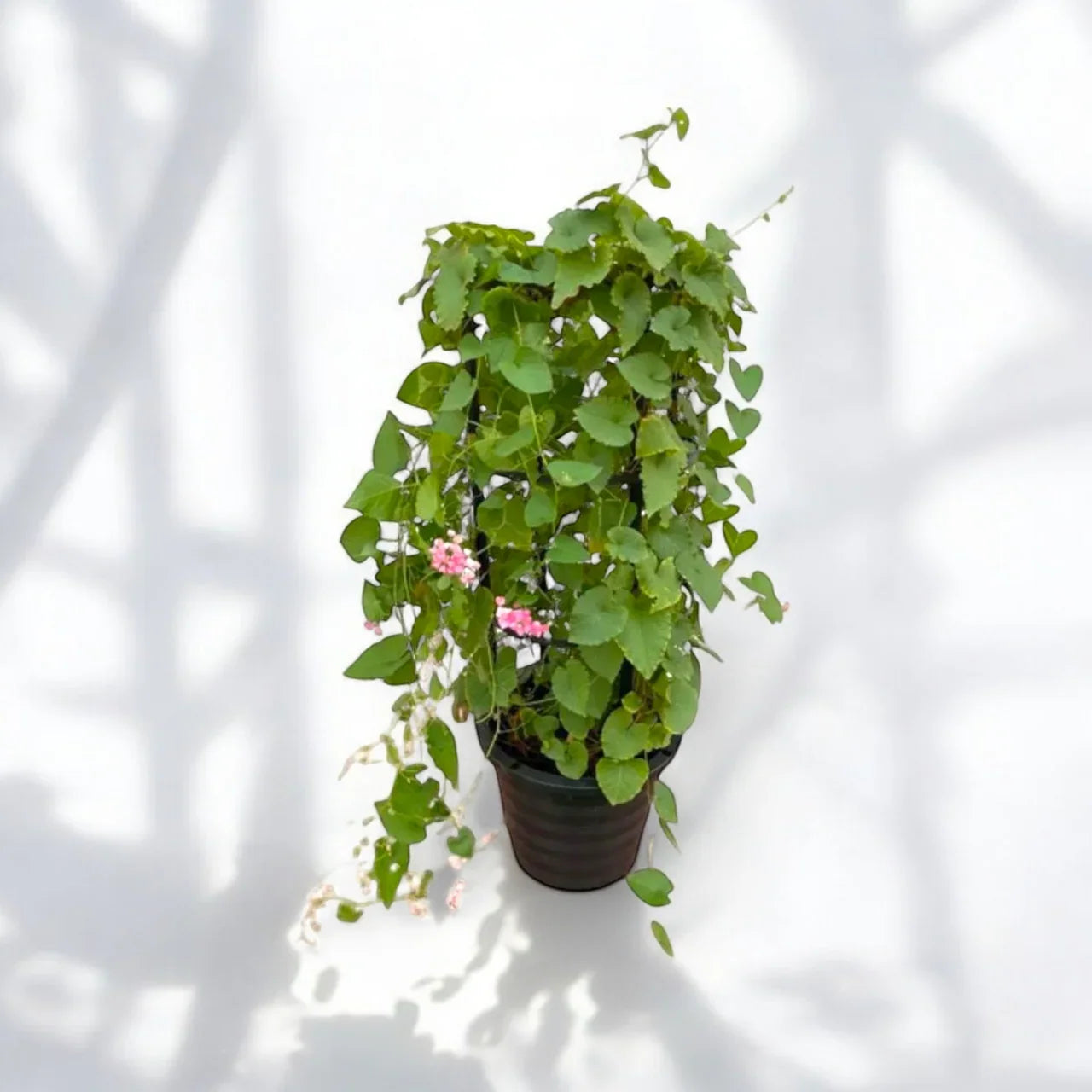 Antigonon leptopus – Coral Vine – Mexican Creeper Plant Care Guide for the UAE