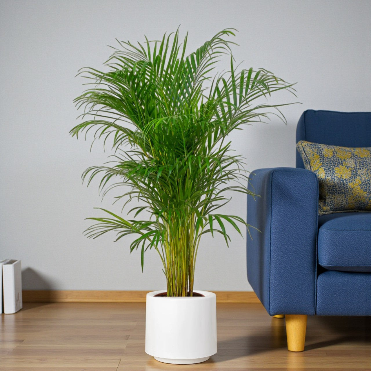 Areca Palm Care Guide in UAE