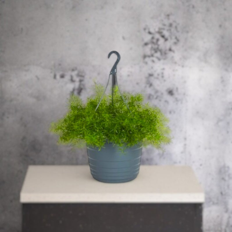 Asparagus Hanging Plant – Complete Care Guide for Dubai &amp; UAE