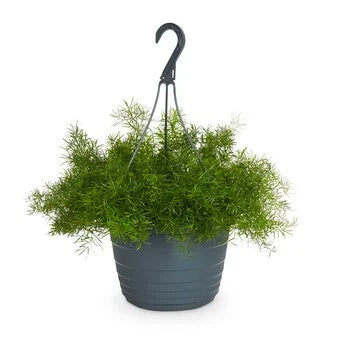 Asparagus Hanging Plant – Complete Care Guide for Dubai & UAE
