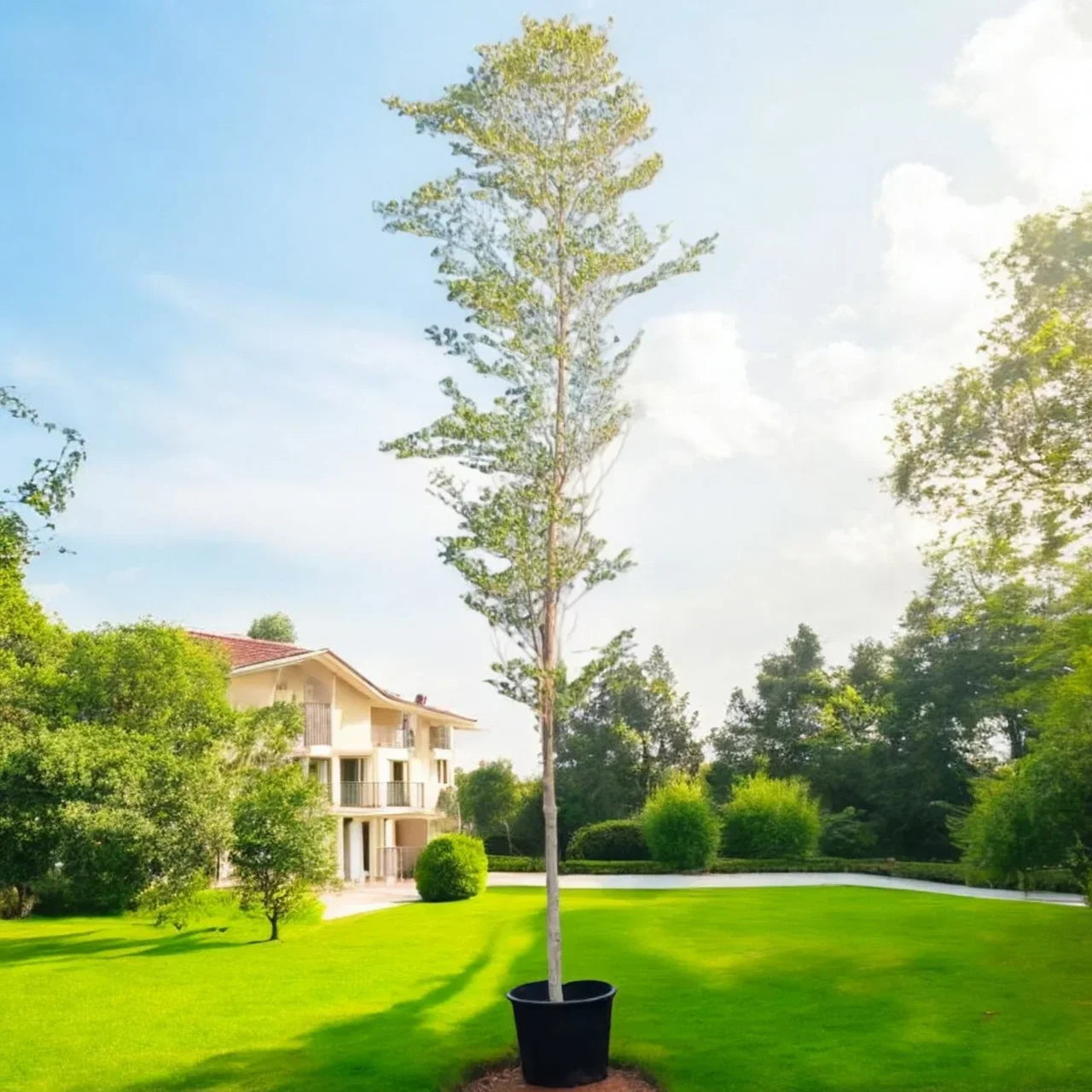 Bucida Buceras – Black Olive Tree Care Guide for Dubai & UAE