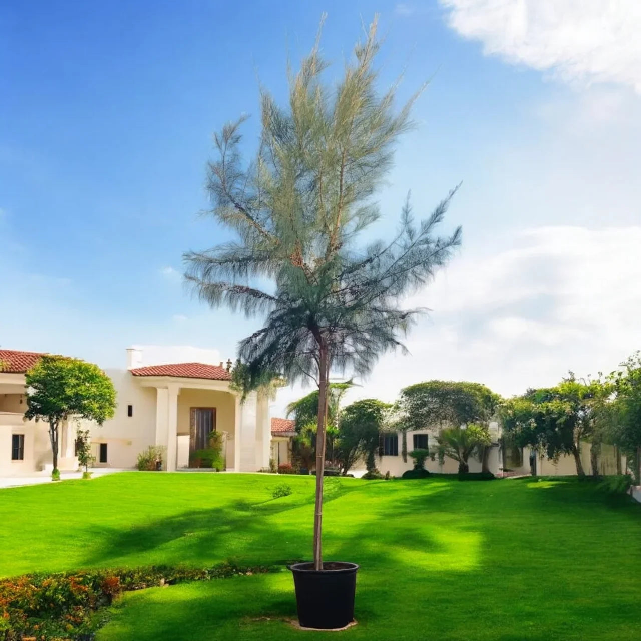 Casuarina Equisetifolia – Australian Pine Tree Care Guide for Dubai & UAE