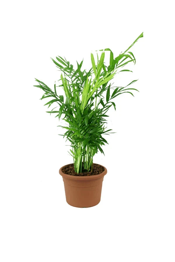 Chamaedorea elegans – Parlour Palm Care Guide in the UAE