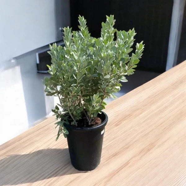 Conocarpus Sericeus – Silver Buttonwood Plant Care Guide for Dubai & UAE