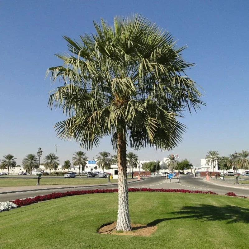 Copernicia Prunifera – Wax Palm: Care Guide for the UAE