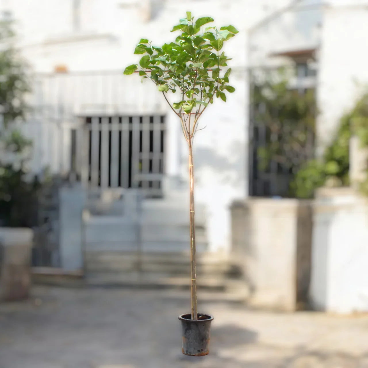 Cordia Sebestena – Orange Geiger Tree Care Guide for Dubai & UAE