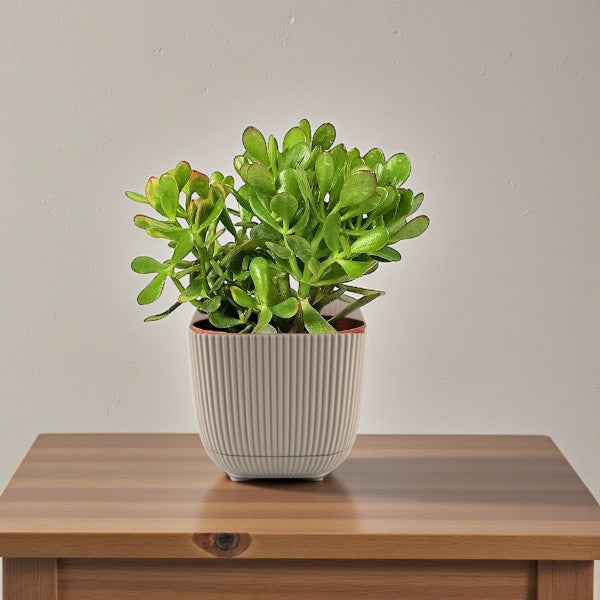 Crassula ovata – Money Tree / Jade Plant: Care Guide for the UAE
