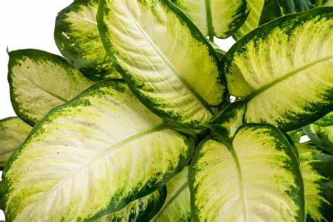 Dieffenbachia Camilla – Camellia, Dumb Cane Plant Care Guide for Dubai &amp; UAE