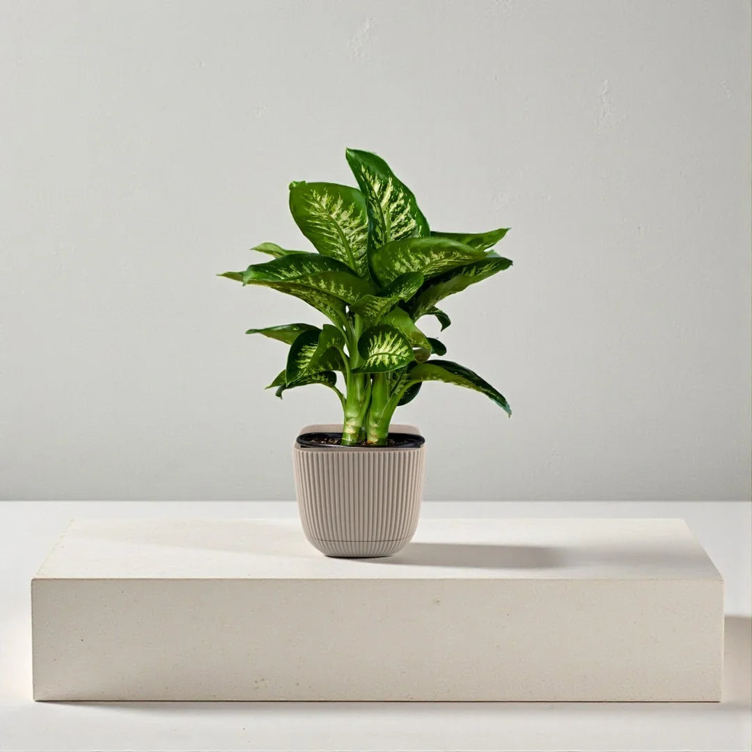 Dieffenbachia Tropic Snow Plant – Dumb Cane Care Guide for Dubai & UAE