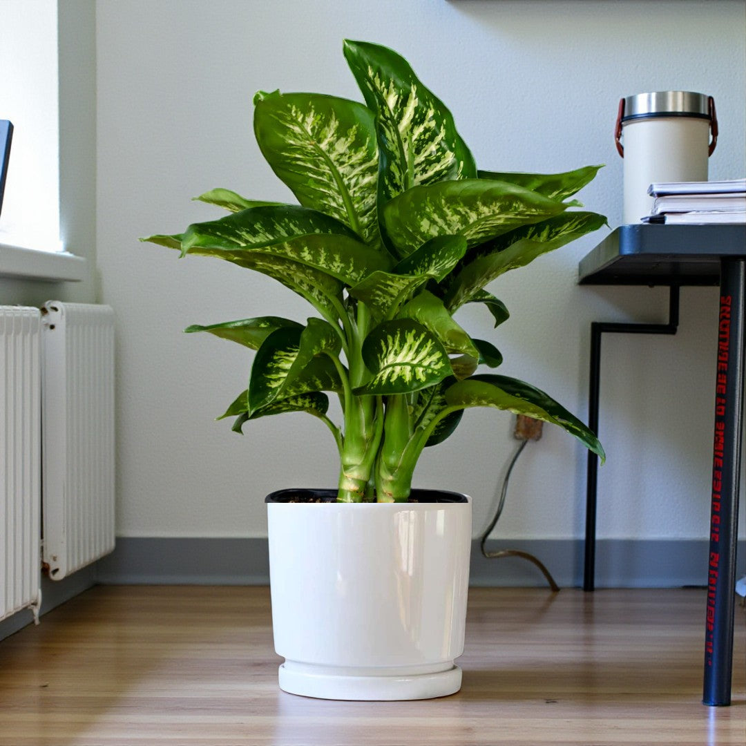 Dieffenbachia Tropic Snow Plant (Dumb Cane) Care Guide in the UAE