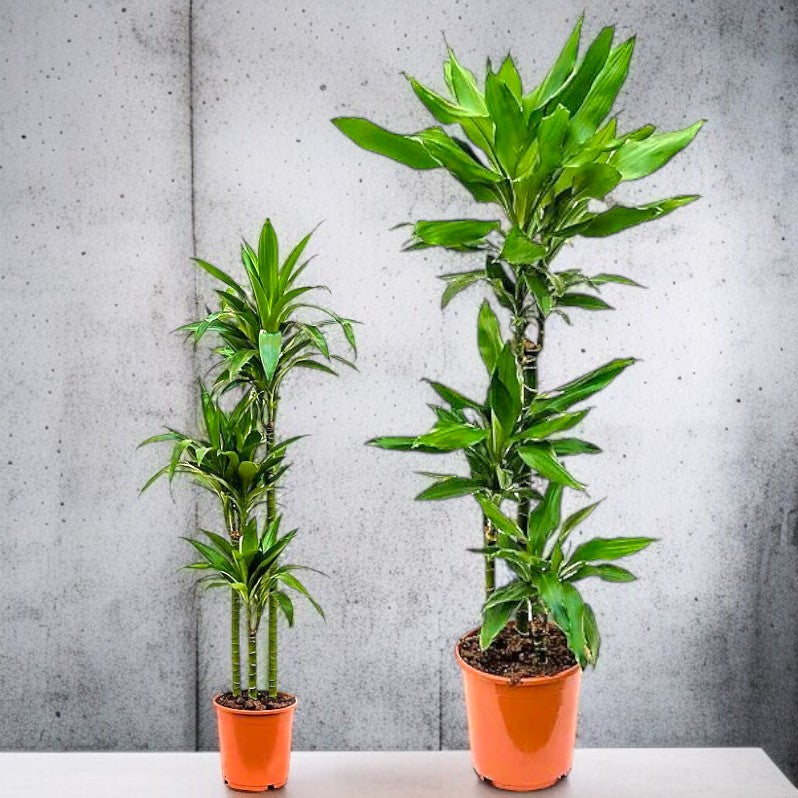 Dracaena Janet Craig 3PP Plant Care Guide for the UAE
