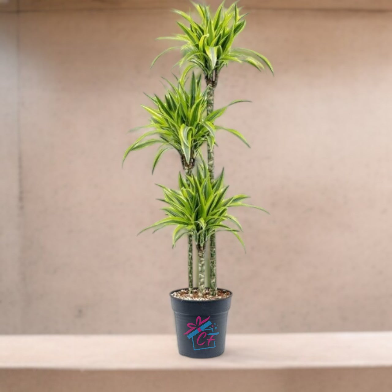 Dracaena Lemon Lime Plant: Complete Care Guide for the UAE