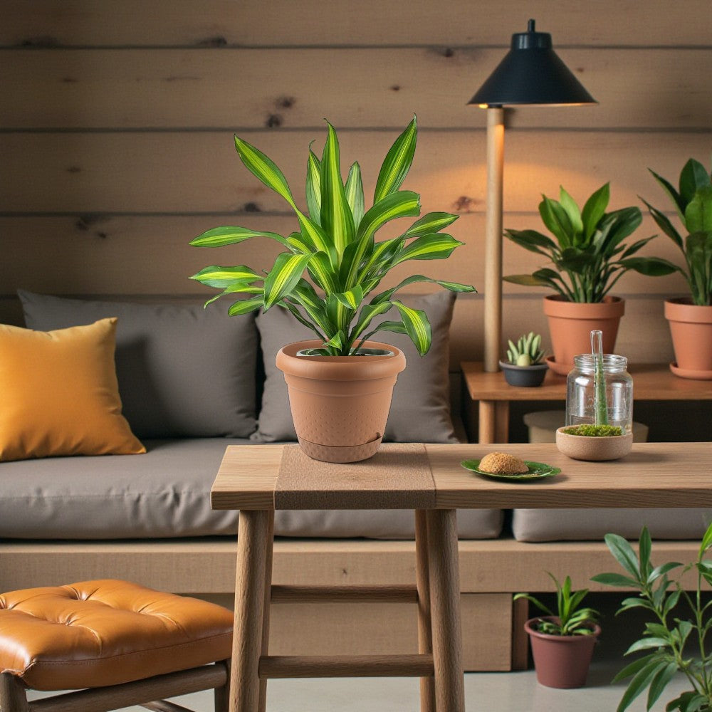 Dracaena Massangeana Care Guide: Growing a Healthy Corn Plant in the UAE