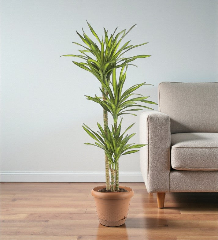 Dracaena Rikki Plant – Corn Plant Care Guide for Dubai &amp; UAE