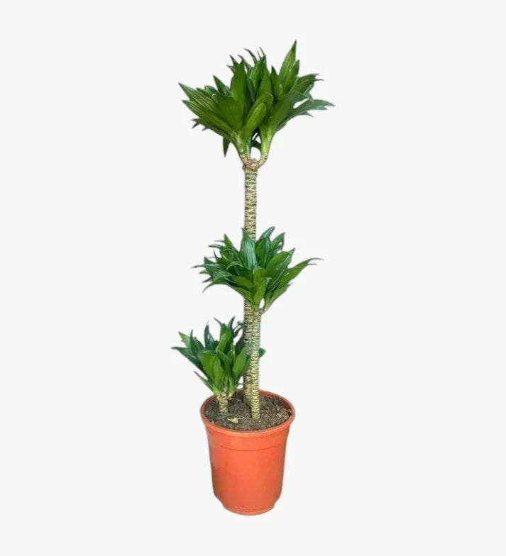 Dracaena Compacta 3PP Plant: Complete Care Guide for the UAE