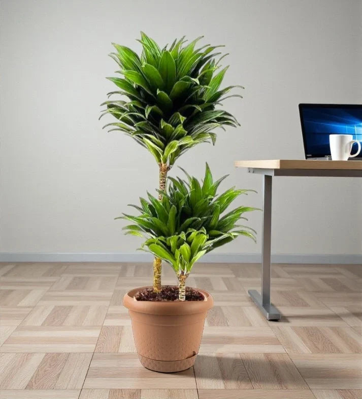 Dracaena fragrans ‘Compacta’ – Care Guide for the UAE