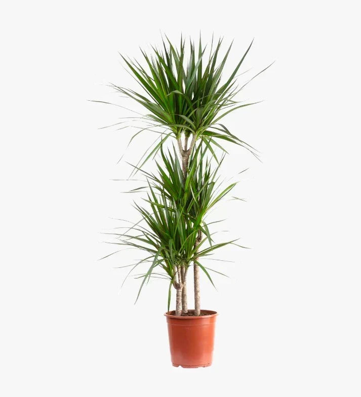 Dracaena Marginata – Madagascar Dragon Tree Care Guide for the UAE