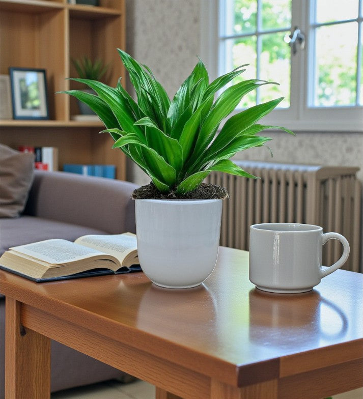 Dracaena Fragrans – Compacta 2PP Plant Care Guide for Dubai & UAE