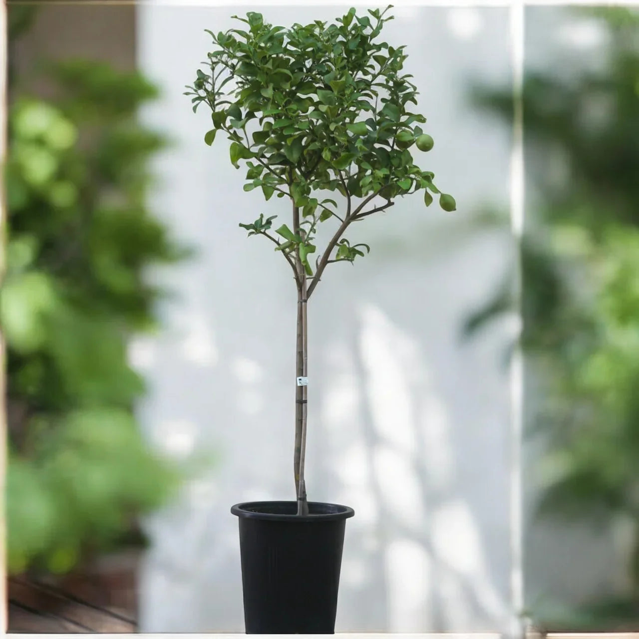 Spanish Lemon Citrus Plant Care Guide for Dubai &amp; UAE