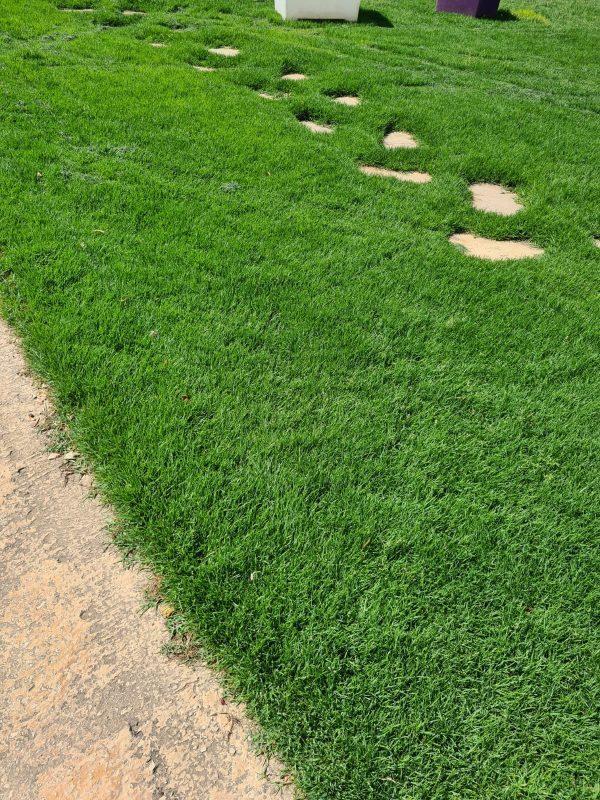 Natural Carpet Paspalum Grass – Paspalum vaginatum Care Guide for the UAE