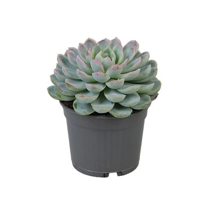 Echeveria Succulent Plant – Care Guide for Dubai &amp; UAE