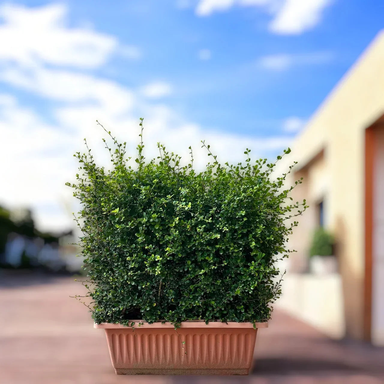 Ehretia Microphylla Hedge Shape Plant – Care Guide for Dubai & UAE