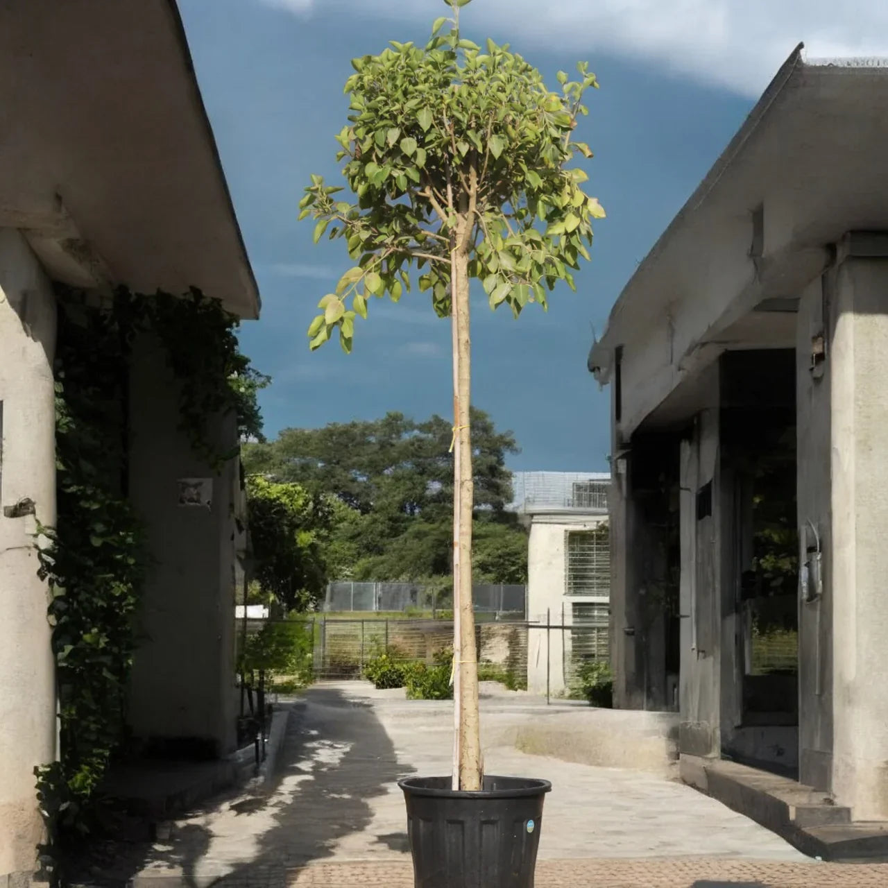 Ficus Altissima – Council Tree Plant Care Guide for Dubai & UAE