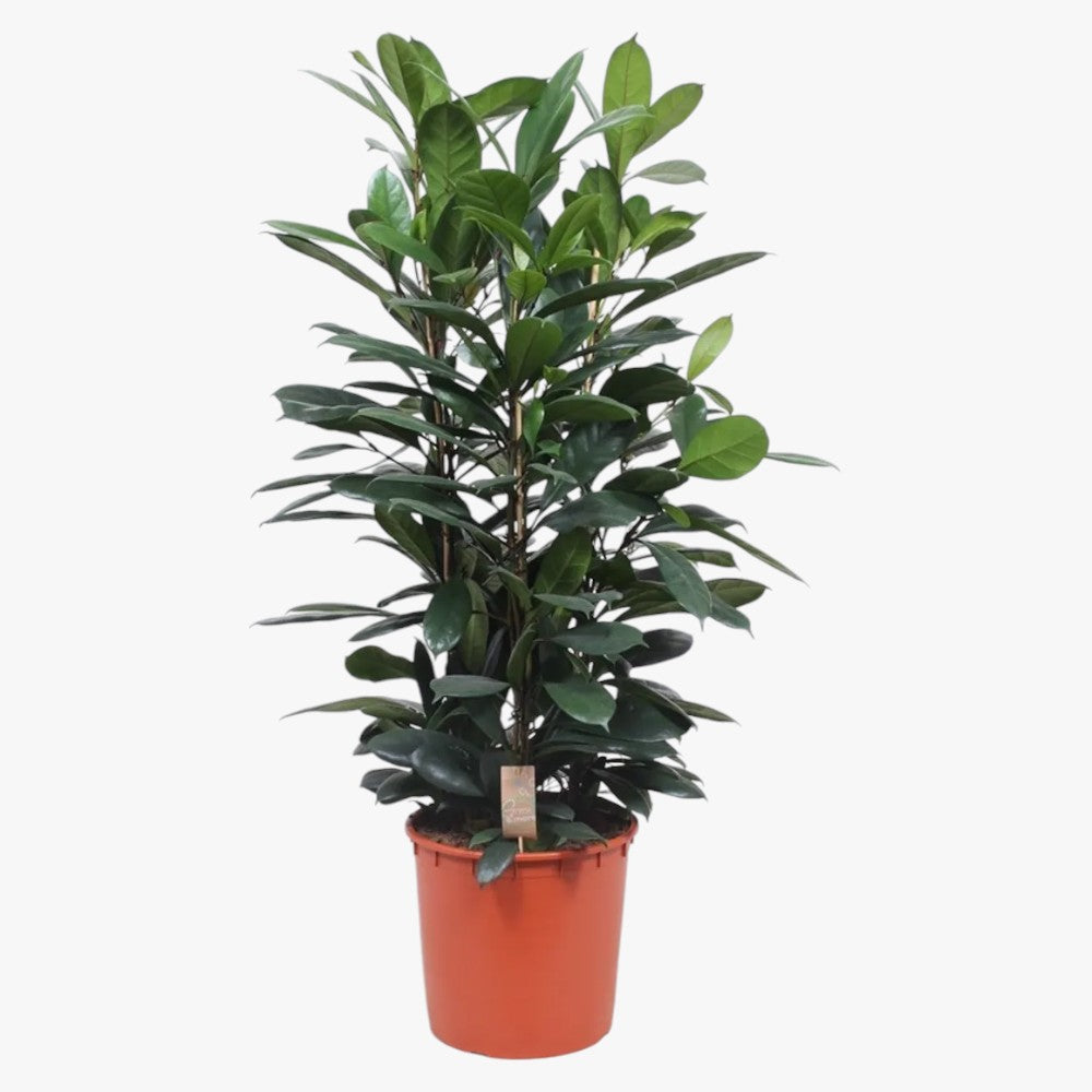 Ficus Cyathistipula (African Fig Tree) Complete Care Guide for UAE Homes & Offices