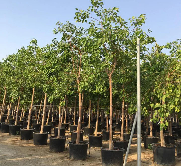Ficus Religiosa – Sacred Fig Tree Care Guide for Dubai & UAE