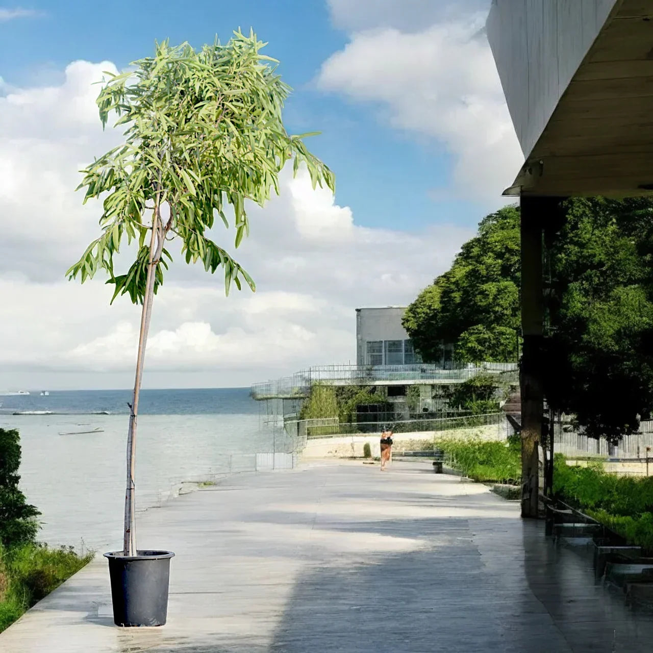 Ficus Amstel Queen – Long Leaf Ficus Plant Care Guide for Dubai & UAE