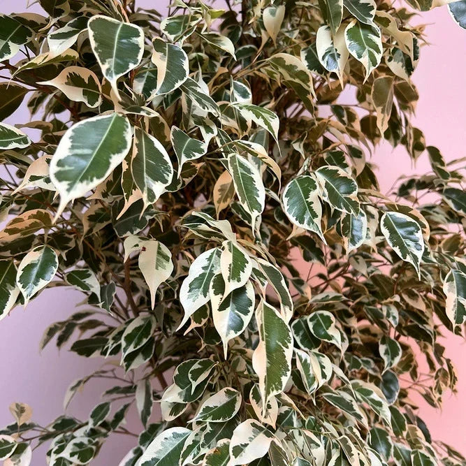 Ficus Benjamina – Starlight – Benjamin Tree Plant Care Guide for Dubai &amp; UAE