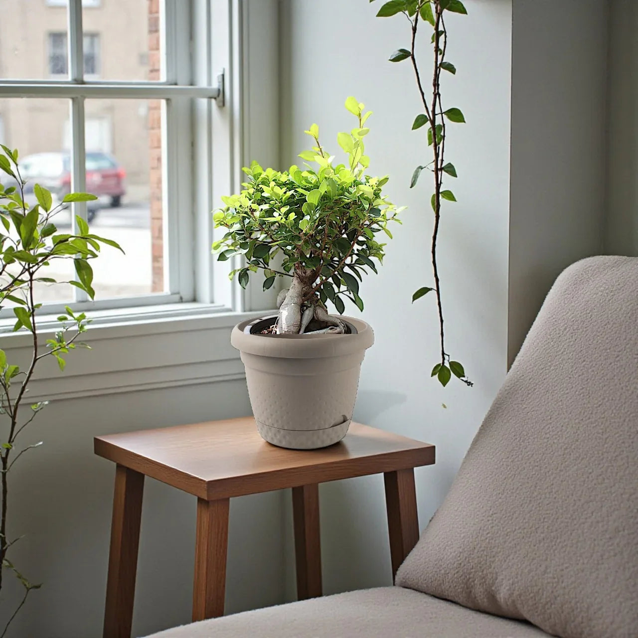 Ficus Ginseng Bonsai – Ficus Retusa Plant Care Guide for Dubai & UAE